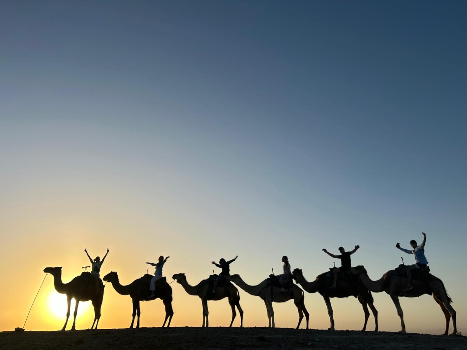 Alan - camels